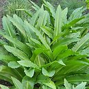 Eucomis pallidiflora (koronówka jasnokwiatowa)