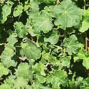 Hedera helix Quatermas