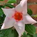 Mandevilla Sundaville Classic Cream Pink