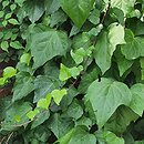 Hedera algeriensis Ravensholst