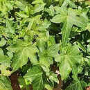 Hedera helix Asterisk