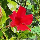 Mandevilla Sunmandecrim