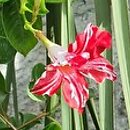 Mandevilla Sundaville Red Star