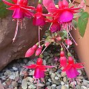 Fuchsia Brutus