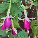 Fuchsia Tennessee Waltz