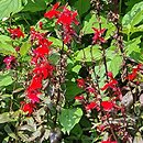 Lobelia ×speciosa Starship Burgundy