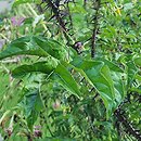 Solanum atropurpureum (psianka purpurowa)