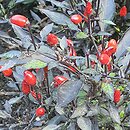 Solanum aviculare (psianka ptasia)