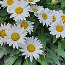 Leucanthemum maximum Broadway Lights Cream