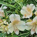 Alstroemeria aurea Fabiana