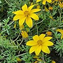 Bidens Yellow Charm