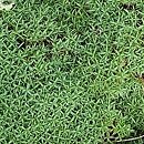 Dianthus Sternkissen