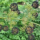 Aralia cordata (aralia sercowata)