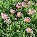 Argyranthemum frutescens Paris Day