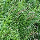 Carex muskingumensis Ice Fountains