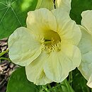 Tropaeolum majus Milkmaid