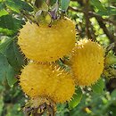 Rosa roxburghii (róża kasztanowa)