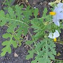 Solanum sisimbriifolium (psianka stuliszolistna)