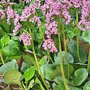 Bergenia Gesberg