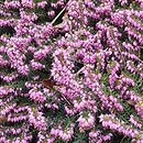 Calluna vulgaris Sascha