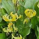 Erythronium Pagoda