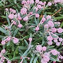 Andromeda polifolia Blue Ice