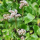 Bergenia Herbstblüte