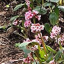 Bergenia Pink Dragonfly