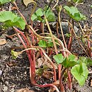 Gunnera perpensa