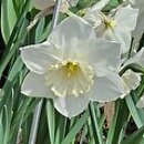 Narcissus Frosty Show