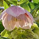 Helleborus orientalis Double Pink Spotted