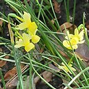 Narcissus Angels Whisper