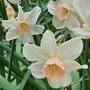 Narcissus Bell Song