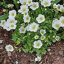 Saxifraga ×arendsii Alpino White