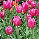 Tulipa Jumbo Pink