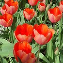 Tulipa Apricot