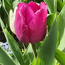 Tulipa Purple Prince