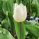 Tulipa White Prince