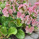 Bergenia ciliata (bergenia orzęsiona)