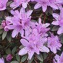 Rhododendron impeditum (różanecznik gęsty)