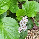 Bergenia cordifolia Jelle