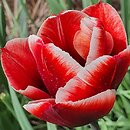 Tulipa Fontainebleau