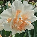 Narcissus Delnashaugh