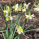 Narcissus Moonlight Sensation