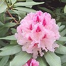 Rhododendron Prince Camille de Rohan