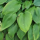 Hosta kikutii