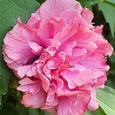 Hibiscus syriacus Mr Schmidt