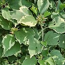 Hibiscus syriacus Meehanii