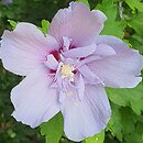 Hibiscus syriacus Bricutts