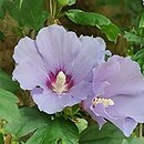 Hibiscus syriacus Marina